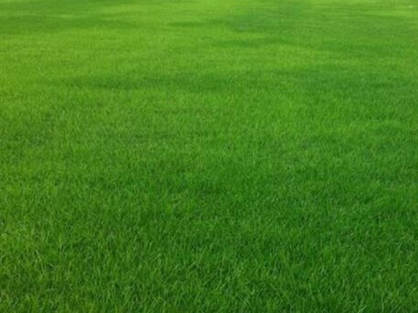 哪個公司有賣百慕大種子?種植后幾天可以發芽? 哪個公司有賣百慕大種子?種植后幾天可以發芽?