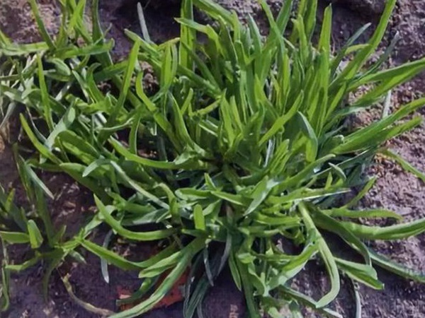 草坪種子——小麥田早熟禾怎么除？有什么方法去除？