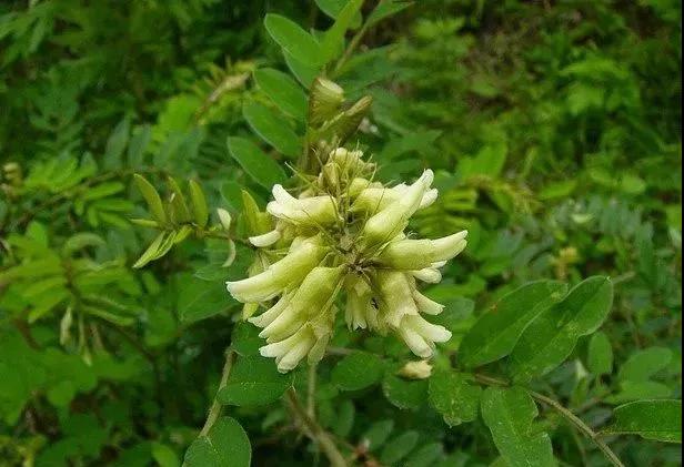 常綠灌木種子—山毛豆形態(tài)特征以及播種時間 常綠灌木種子—山毛豆形態(tài)特征以及播種時間