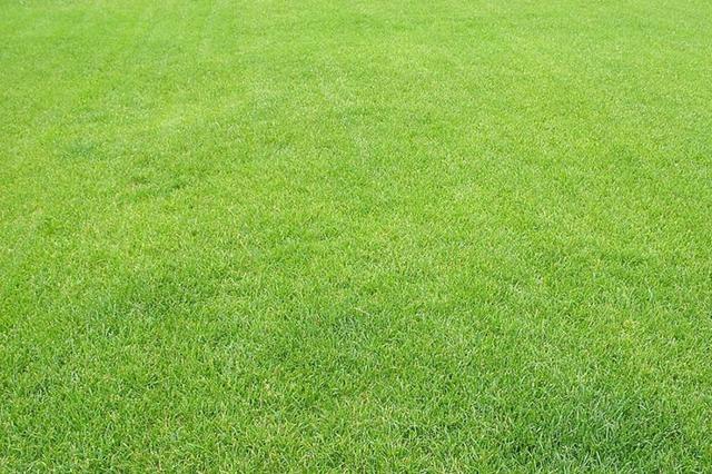 優質牧草種子紫羊茅優點有哪些,還有哪些需要注意的 優質牧草種子紫羊茅優點有哪些,還有哪些需要注意的