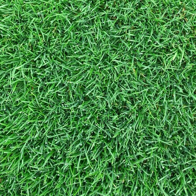 百慕大草坪經(jīng)濟價值以及播種管理技術(shù)