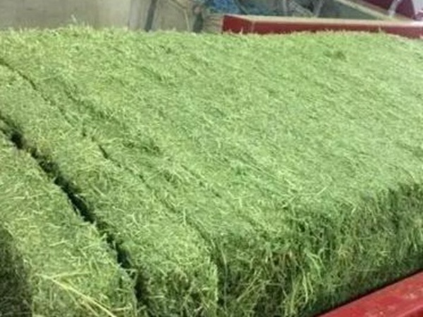 紫花苜蓿的種植技術與田間管理