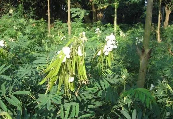 常綠灌木種子—山毛豆形態(tài)特征以及播種時間 常綠灌木種子—山毛豆形態(tài)特征以及播種時間