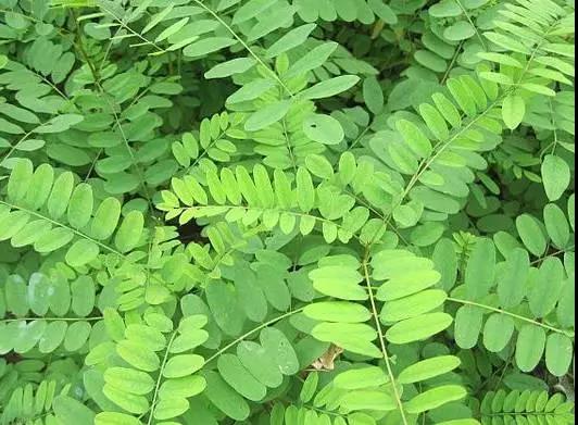 紫穗槐種子的種植方法與管理技術 紫穗槐種子的種植方法與管理技術