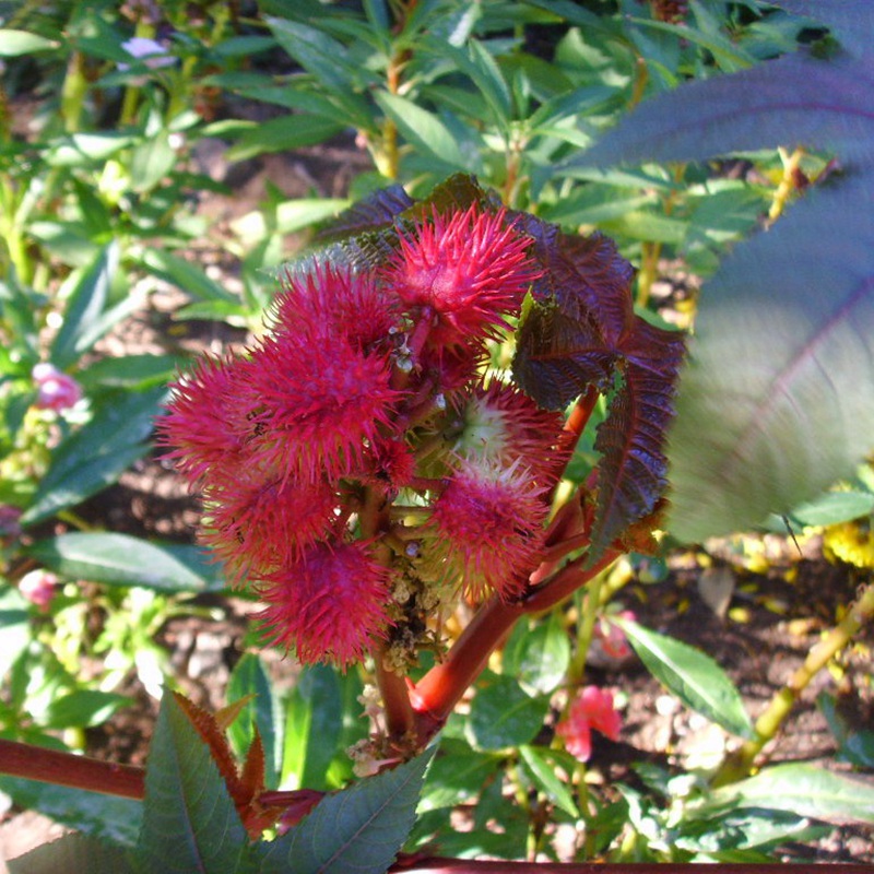 紅色蓖麻 紅色蓖麻