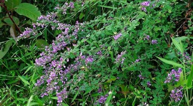 胡枝子經濟價值及種植技術