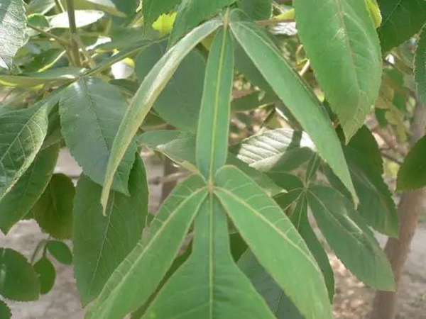 鹽膚木栽培管理以及防治方法有哪些