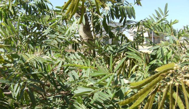 毛豆常見,山毛豆種植技術有哪些? 毛豆常見,山毛豆種植技術有哪些?