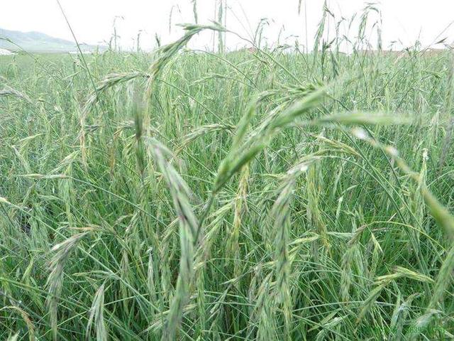 種植披堿草產量高必須掌握了這兩個方法 種植披堿草產量高必須掌握了這兩個方法