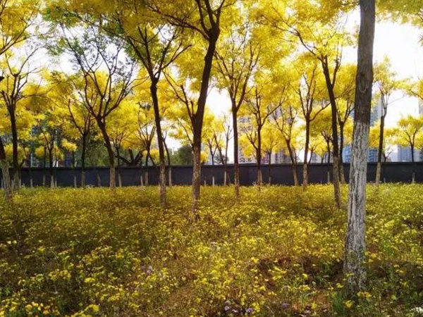 苦荬菜簡單介紹與營養(yǎng)價值 苦荬菜簡單介紹與營養(yǎng)價值