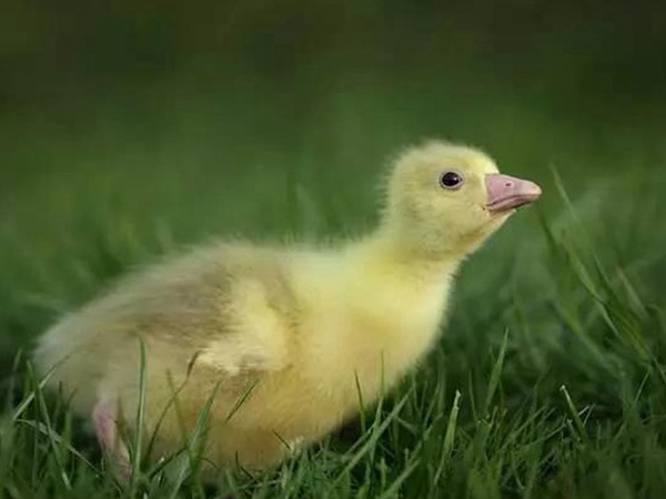 優(yōu)質(zhì)牧草種子一年生黑麥草栽培技術(shù)與播種方法 優(yōu)質(zhì)牧草種子一年生黑麥草栽培技術(shù)與播種方法