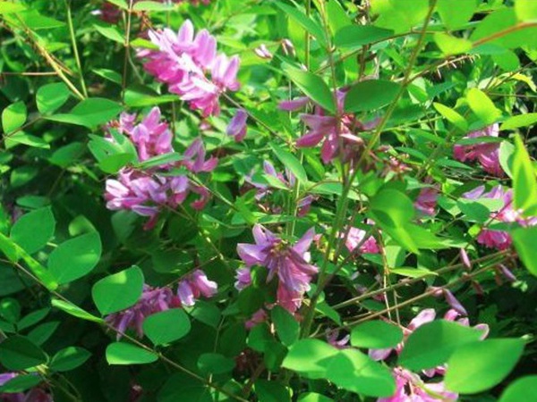 多花木蘭--常用護坡灌木種子栽培技術 多花木蘭--常用護坡灌木種子栽培技術