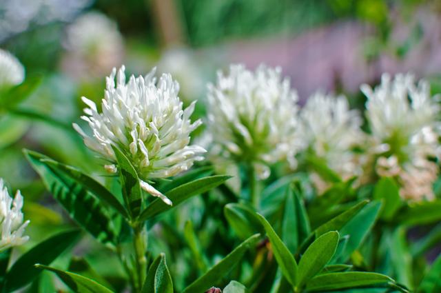 綠化草坪種子種植，白三葉的有點有哪些