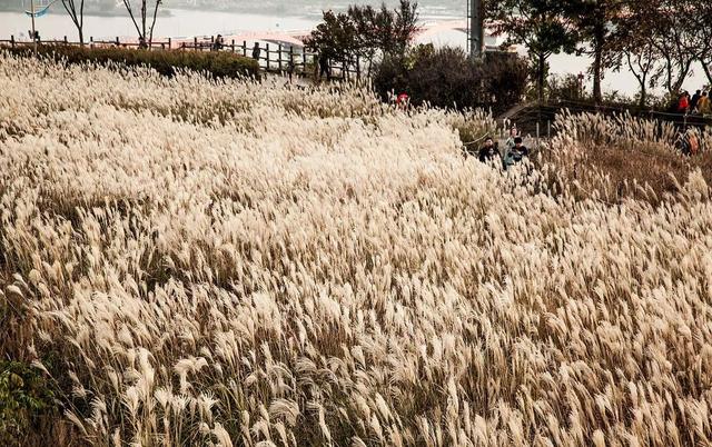 草坪有哪幾種分類你知道嗎? 草坪有哪幾種分類你知道嗎?