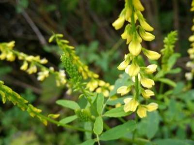草木犀種植方法及特點(diǎn)介紹,什么時(shí)候種植比較好 草木犀種植方法及特點(diǎn)介紹,什么時(shí)候種植比較好