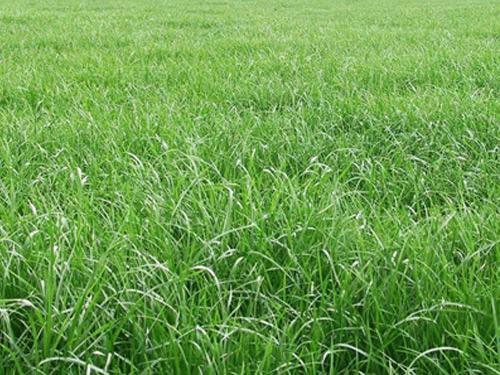黑麥草的用途有什么?黑麥草種子用途有多少? 黑麥草的用途有什么?黑麥草種子用途有多少?