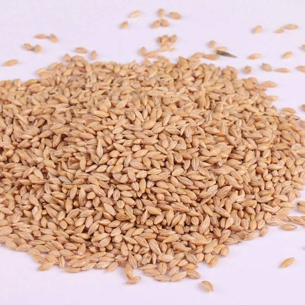 [大麥]大麥種子價格_種植方法