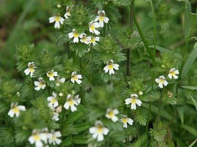 小米草的養(yǎng)殖方法以及管理技術(shù)有哪些