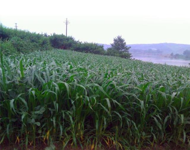 種植墨西哥玉米草必須要了解的事情