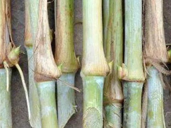 竹鼠粗糧—皇竹草種植方法與播種技術(shù) 竹鼠粗糧—皇竹草種植方法與播種技術(shù)