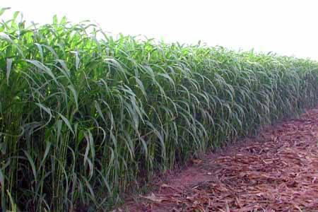 優(yōu)質的牧草——蘇丹草，怎么種植可以高產
