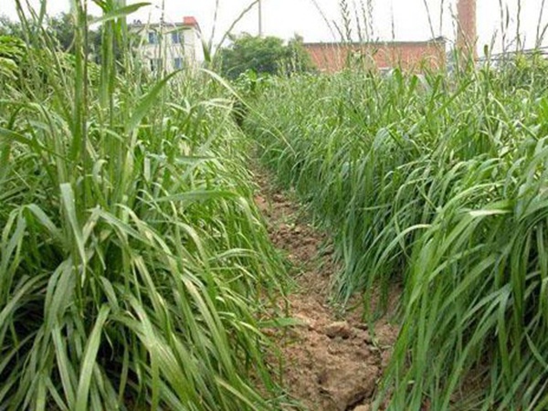 墨西哥玉米草種子哪家公司有賣?育苗方法是什么? 墨西哥玉米草種子哪家公司有賣?育苗方法是什么?