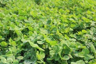 白三葉草栽培方法,這類牧草的栽種有哪些要求? 白三葉草栽培方法,這類牧草的栽種有哪些要求?