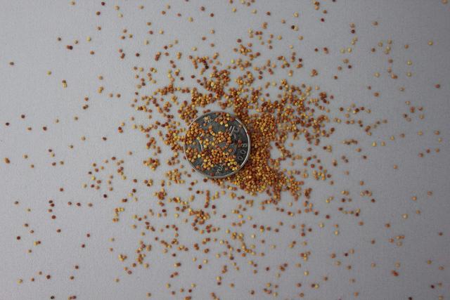 種植白三葉草種之前需要幾個步驟，什么時候種植比較好