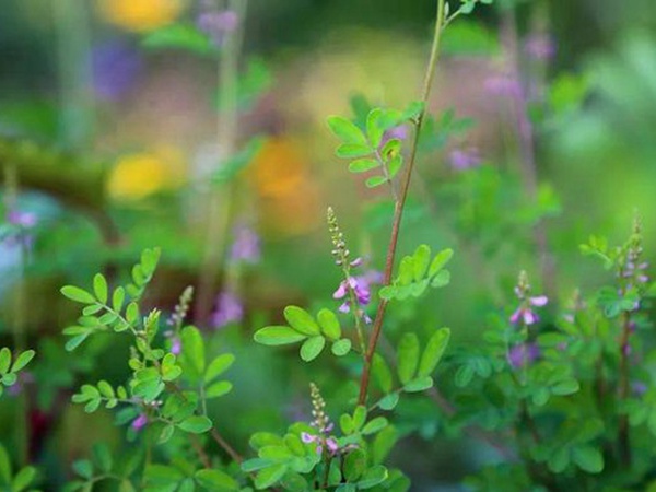 「每日一植」馬棘植物形態(tài)以及生長(zhǎng)環(huán)境