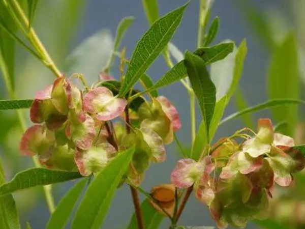 生態綠化種子有哪些，有什么需要注意的