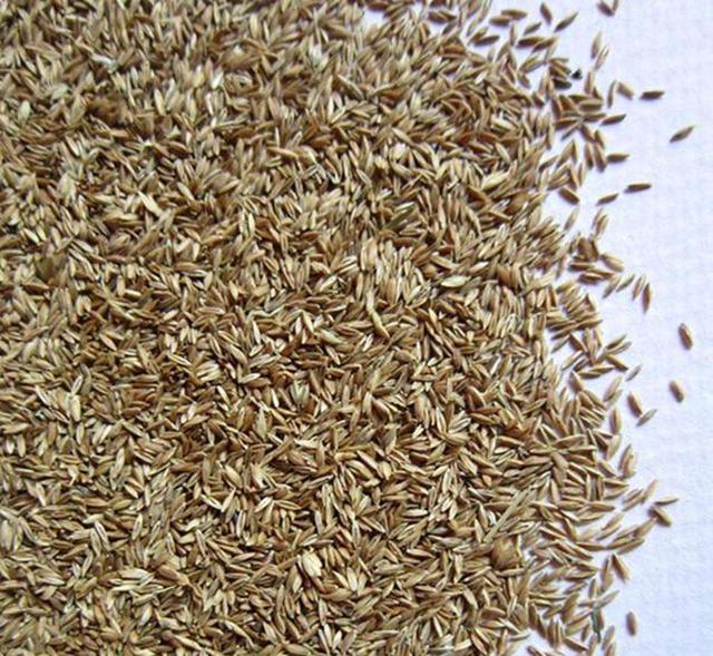 早熟禾優質的草坪草——早熟禾牧草種子 早熟禾優質的草坪草——早熟禾牧草種子