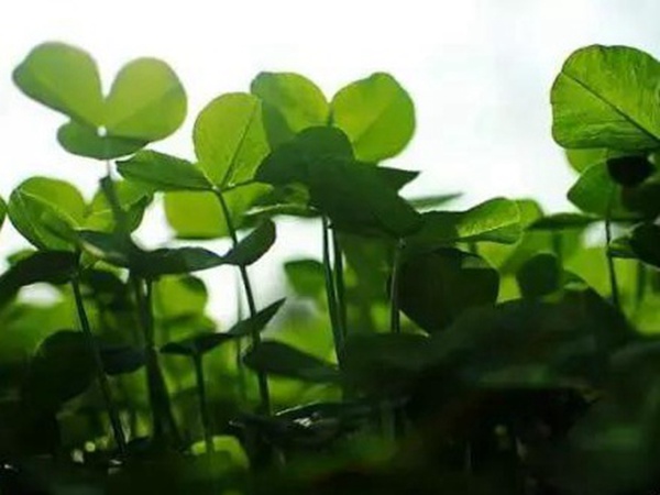 十種優質牧草及其栽培技術與方法 十種優質牧草及其栽培技術與方法