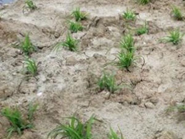 墨西哥玉米草出苗成活率是什么原因，怎么樣提高成活率？