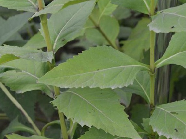 牧草種子介紹丨串葉松香草形態(tài)特征以及主要價值 牧草種子介紹丨串葉松香草形態(tài)特征以及主要價值