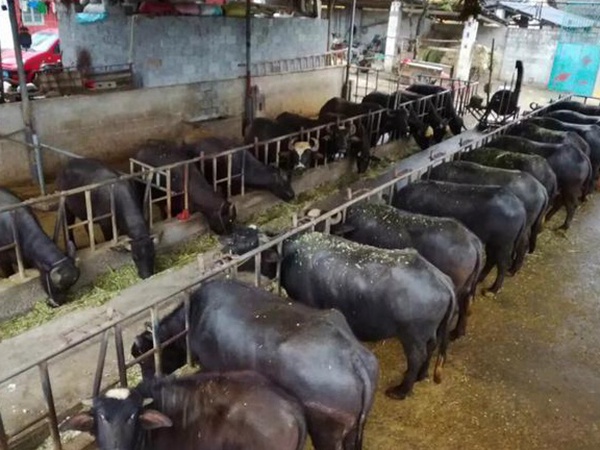 高產優質的幾種牧草有哪些