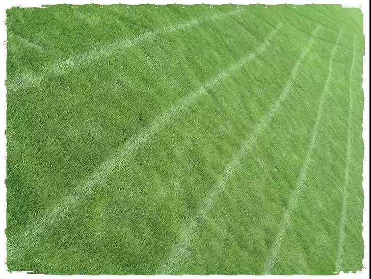 一年生黑麥草基本介紹,和多年生黑麥草有什么區別 一年生黑麥草基本介紹,和多年生黑麥草有什么區別