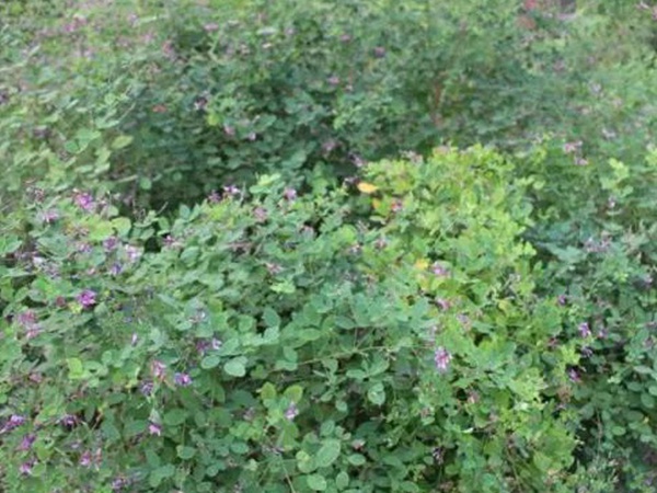 落葉灌木30——胡枝子生態習性 落葉灌木30——胡枝子生態習性