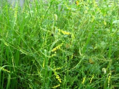 草木犀種植方法及特點(diǎn)介紹,什么時(shí)候種植比較好 草木犀種植方法及特點(diǎn)介紹,什么時(shí)候種植比較好