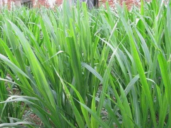 象草是一種高價值的飼料，種植栽培方法是什么