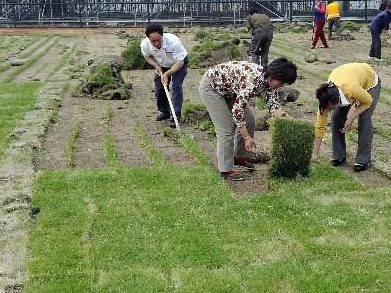 草坪播種方法以及養護管理方案 草坪播種方法以及養護管理方案
