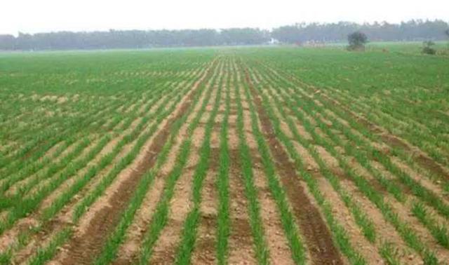 多年生黑麥草種植技術介紹與用途 多年生黑麥草種植技術介紹與用途