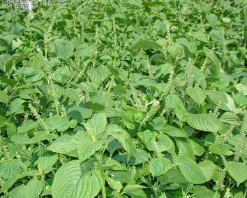 籽粒莧的飼用價(jià)值和種植方法管理技術(shù) 籽粒莧的飼用價(jià)值和種植方法管理技術(shù)