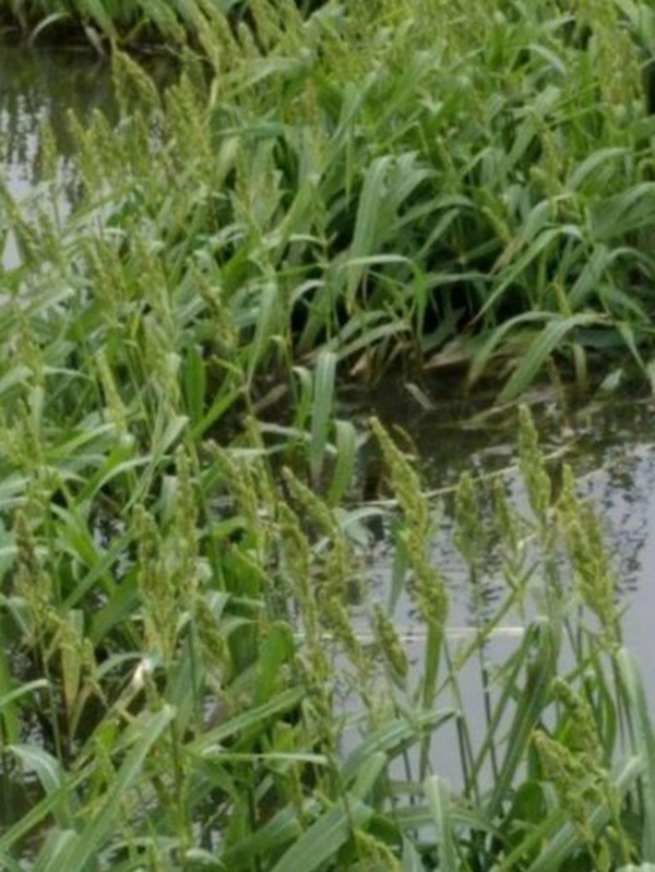 小米草的種植要求之小龍蝦養殖要求