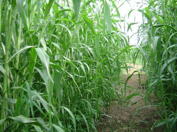 種植牧草需要注意的地方有很多，需要注意什么？