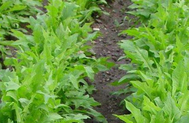 在田間小路看見(jiàn)的優(yōu)質(zhì)牧草-苦荬菜種植技術(shù)及品種價(jià)值 