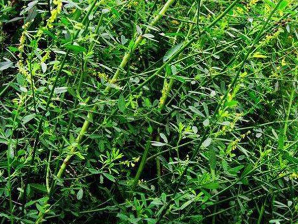 草木樨種子去哪里買比較好？育苗方法有哪些？