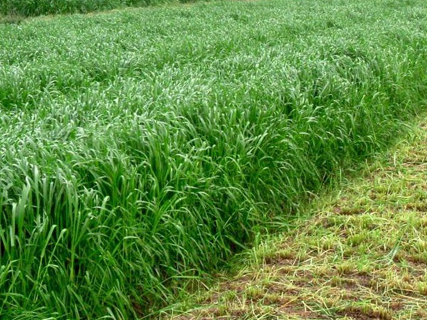 牧草養(yǎng)豬技術(shù)有什么需要注意的,牧草種植方法有哪些? 牧草養(yǎng)豬技術(shù)有什么需要注意的,牧草種植方法有哪些?