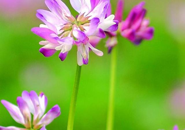 種植紫云英技巧方法，重視蟲害，要想產量高要注意的問題