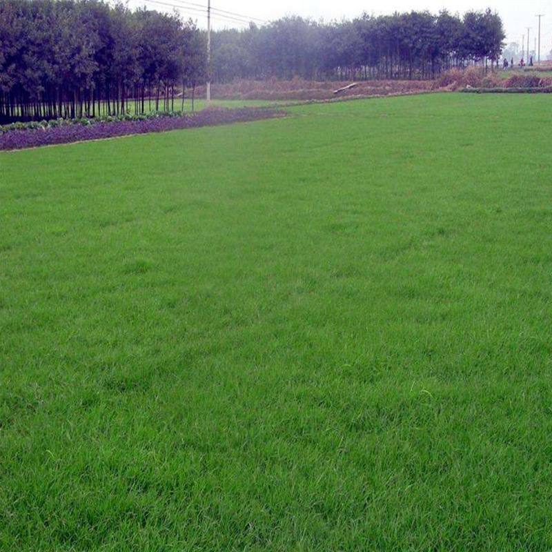 公路護(hù)坡常用草坪種子——高羊茅