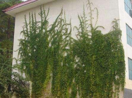 爬山虎也能做盆景?生長能力比較好,抗旱能力不錯 爬山虎也能做盆景?生長能力比較好,抗旱能力不錯